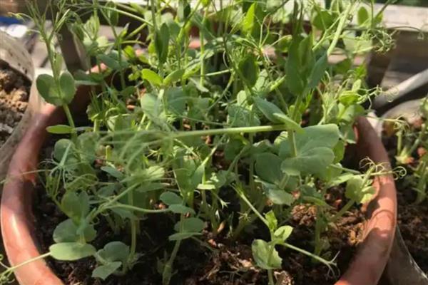 花盆豌豆怎么种植，需要对种子进行催芽处理