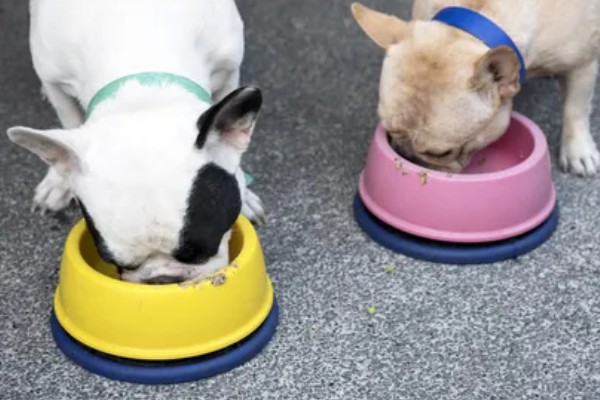 斗牛犬好不好养,饲养难度并不低