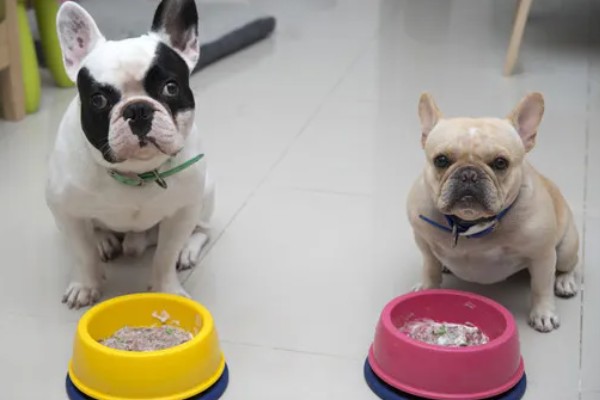 斗牛犬好不好养,饲养难度并不低
