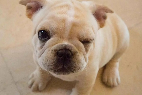 斗牛犬好不好养,饲养难度并不低