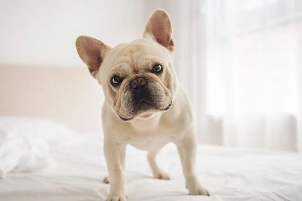 斗牛犬好不好养,饲养难度并不低