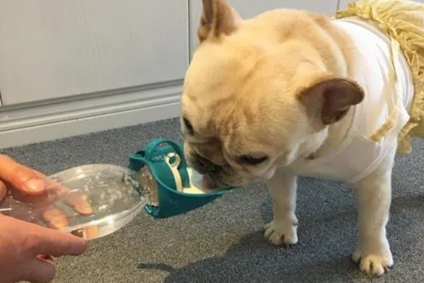 斗牛犬好不好养,饲养难度并不低