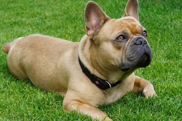 斗牛犬好不好养,饲养难度并不低