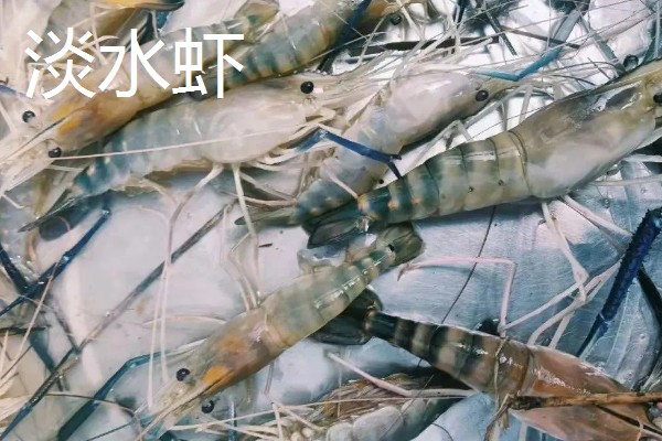 淡水虾养殖需要的条件，池水PH值控制在7-8