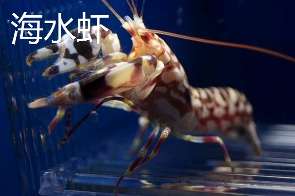 淡水虾养殖需要的条件，池水PH值控制在7-8