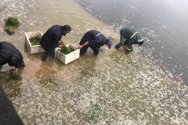 淡水虾养殖需要的条件，池水PH值控制在7-8