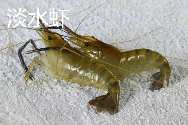 淡水虾养殖需要的条件，池水PH值控制在7-8