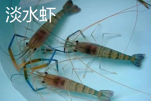 淡水虾养殖需要的条件，池水PH值控制在7-8