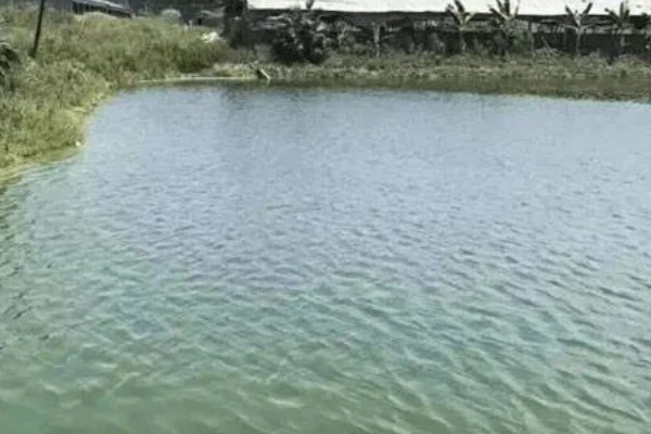 淡水虾养殖需要的条件，池水PH值控制在7-8