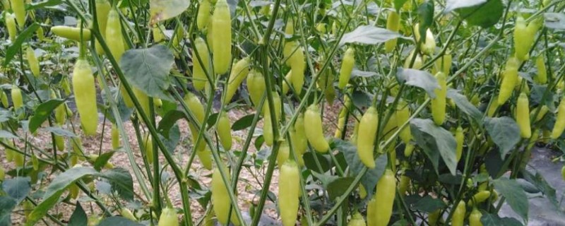 泡椒的产地，主要分布在四川、广西、云南等地