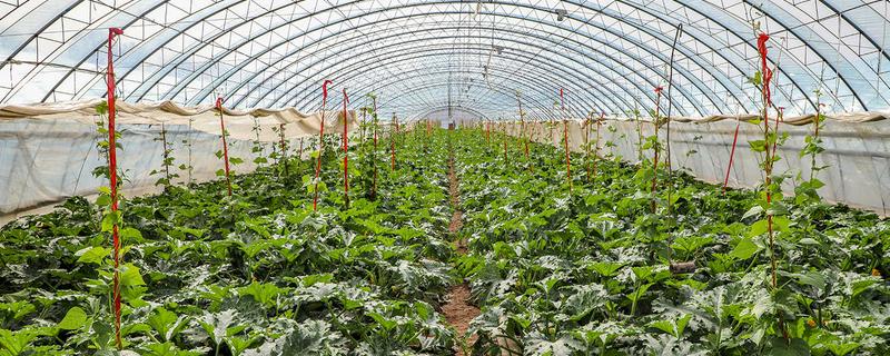 种植大棚蔬菜应对大雪天气的方法,增加覆盖物并加固大棚设施