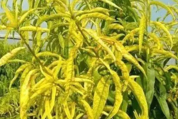 农作物施肥多了的表现，会让作物延长生长期