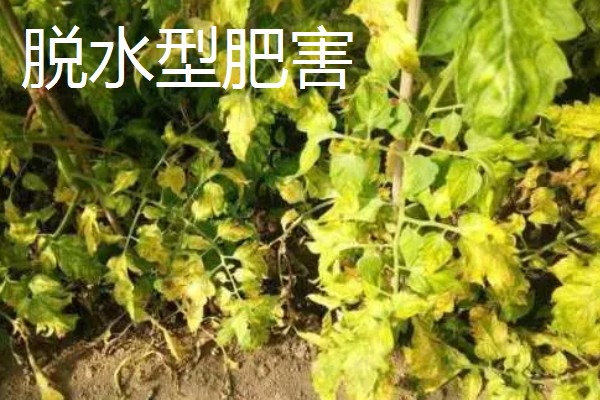 农作物施肥多了的表现，会让作物延长生长期