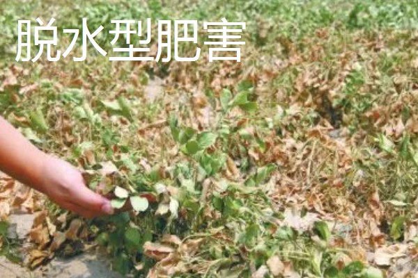 农作物施肥多了的表现，会让作物延长生长期
