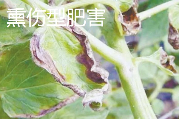 农作物施肥多了的表现，会让作物延长生长期