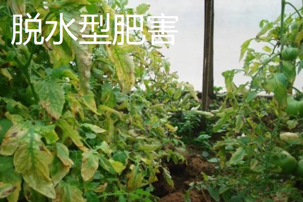 农作物施肥多了的表现，会让作物延长生长期