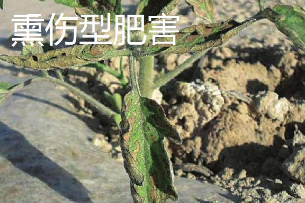 农作物施肥多了的表现，会让作物延长生长期