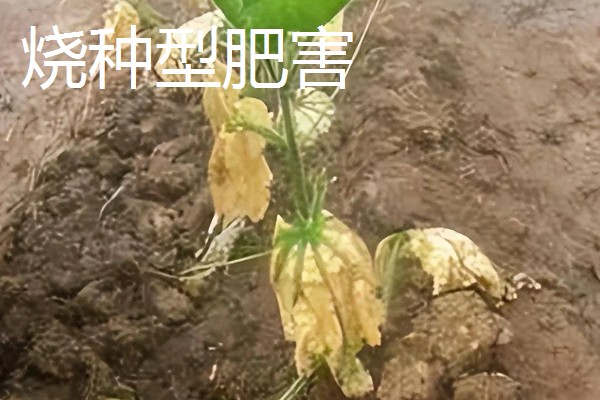 农作物施肥多了的表现，会让作物延长生长期