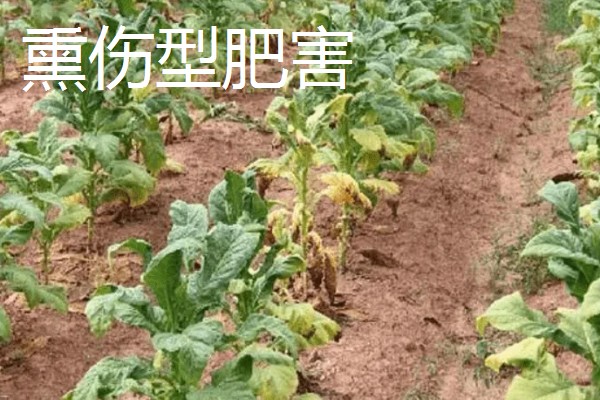 农作物施肥多了的表现，会让作物延长生长期