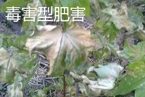 农作物施肥多了的表现，会让作物延长生长期