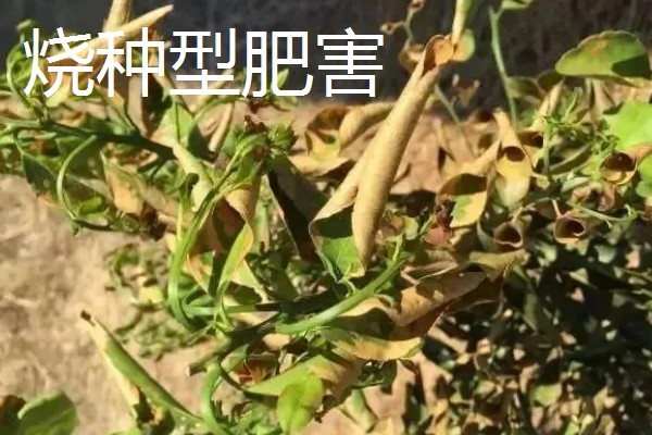 农作物施肥多了的表现，会让作物延长生长期