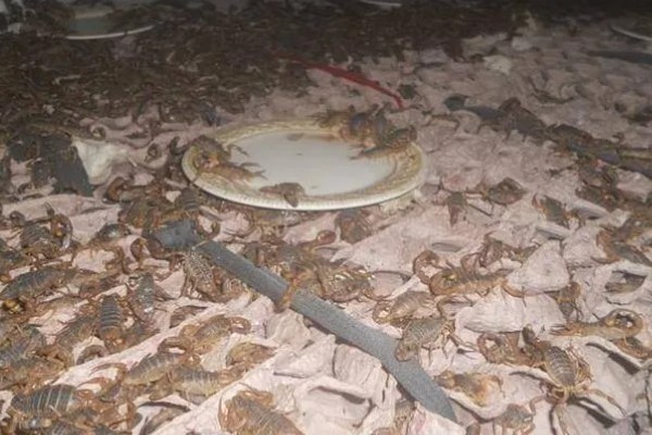 新手养蝎子的注意事项,把温度保持在25℃左右