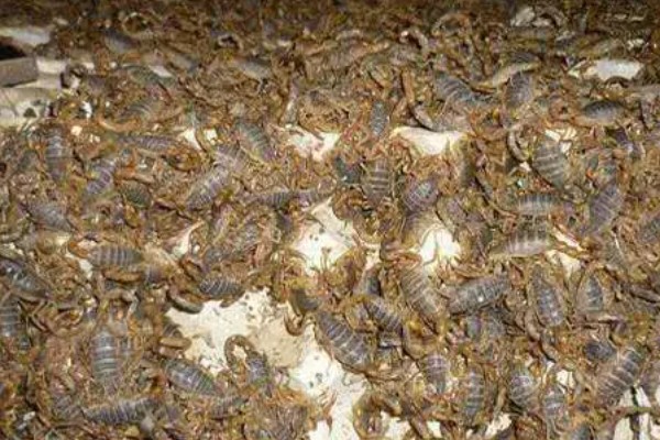 新手养蝎子的注意事项,把温度保持在25℃左右