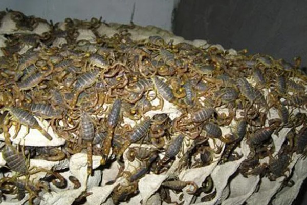 新手养蝎子的注意事项,把温度保持在25℃左右