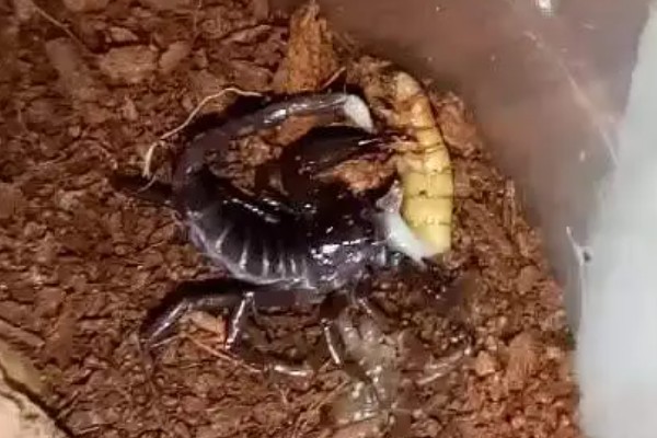 新手养蝎子的注意事项,把温度保持在25℃左右