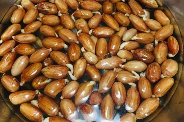花生怎么种,催芽的花生放入坑中后适当施点肥料