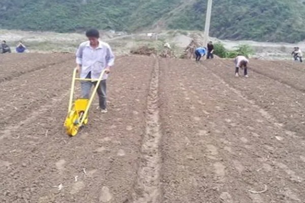 花生怎么种,催芽的花生放入坑中后适当施点肥料