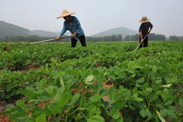 花生怎么种,催芽的花生放入坑中后适当施点肥料