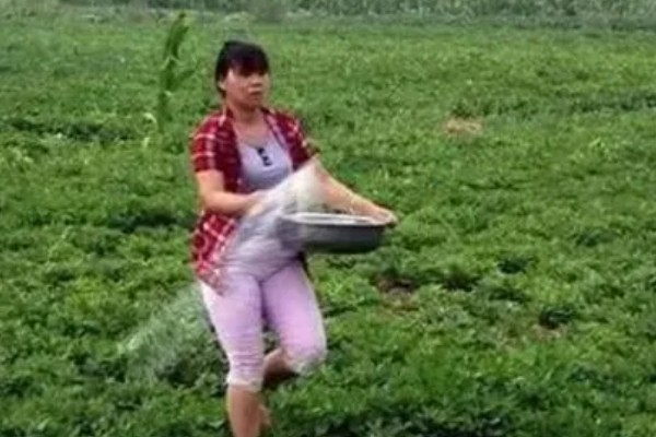 花生怎么种,催芽的花生放入坑中后适当施点肥料
