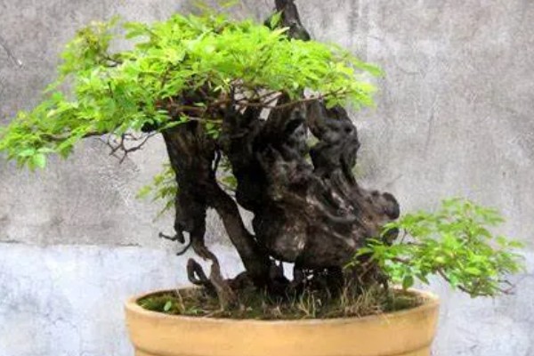 黄荆盆景的寓意,寓意着财富