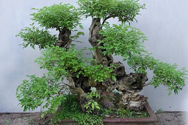 黄荆盆景的寓意,寓意着财富