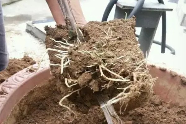 黄荆盆景的寓意,寓意着财富