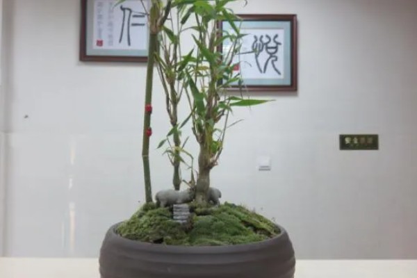罗汉竹的摆放禁忌，不要放在室外光照充足的环境中
