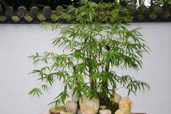 罗汉竹的摆放禁忌，不要放在室外光照充足的环境中