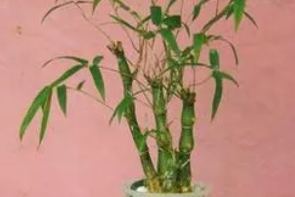 罗汉竹的摆放禁忌，不要放在室外光照充足的环境中