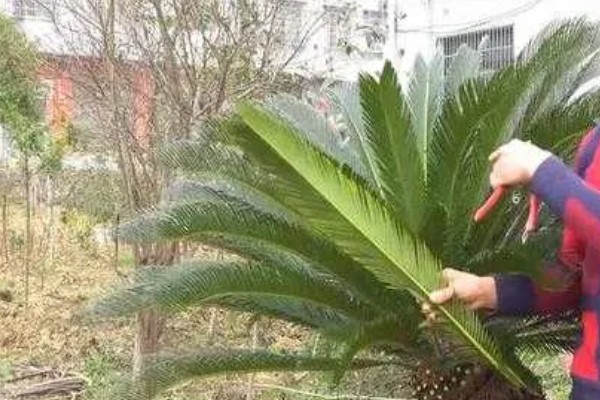 冬天铁树怎么包裹防冻，在树皮上包裹草垫