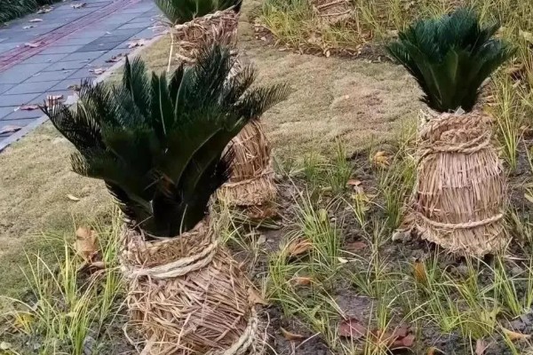 冬天铁树怎么包裹防冻，在树皮上包裹草垫