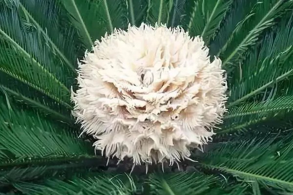 冬天铁树怎么包裹防冻，在树皮上包裹草垫