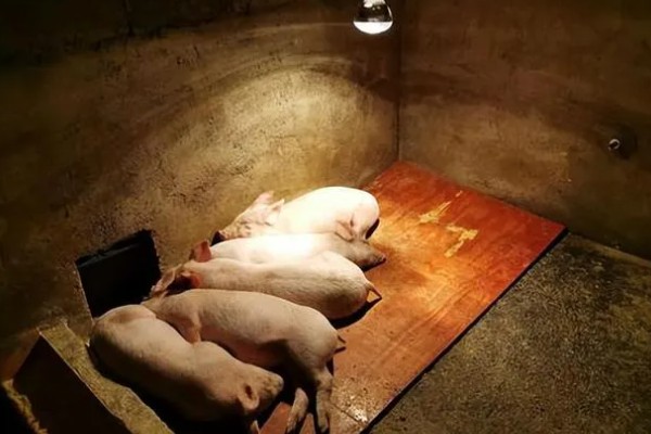 养猪晚上开灯有什么坏处,会影响生长