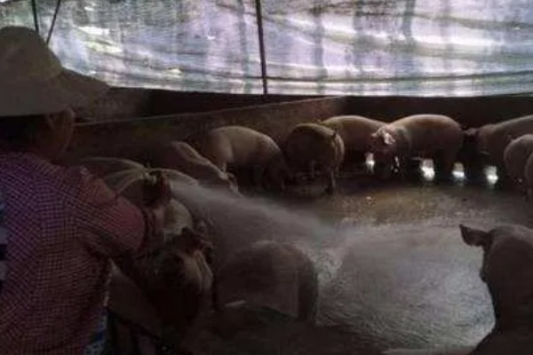 养猪晚上开灯有什么坏处,会影响生长