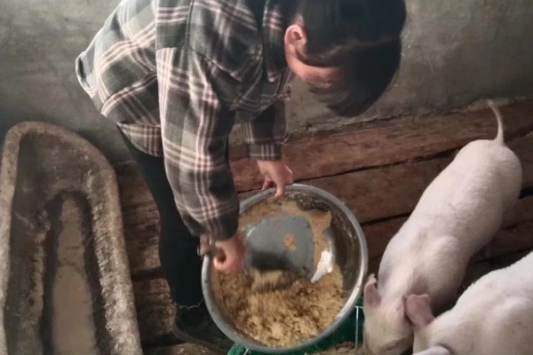 养猪晚上开灯有什么坏处,会影响生长