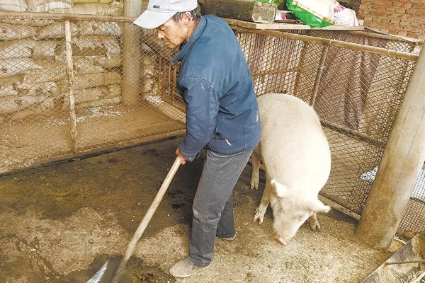 养猪晚上开灯有什么坏处,会影响生长