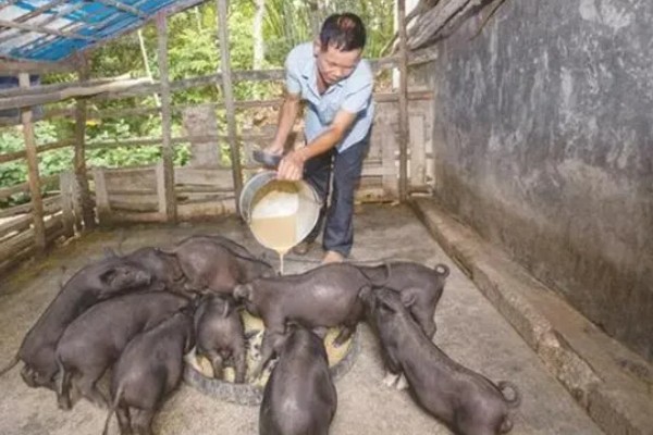 养猪晚上开灯有什么坏处,会影响生长