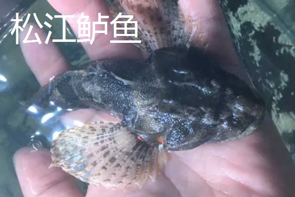 鲈鱼有没有鳞片，身上长有鱼鳞