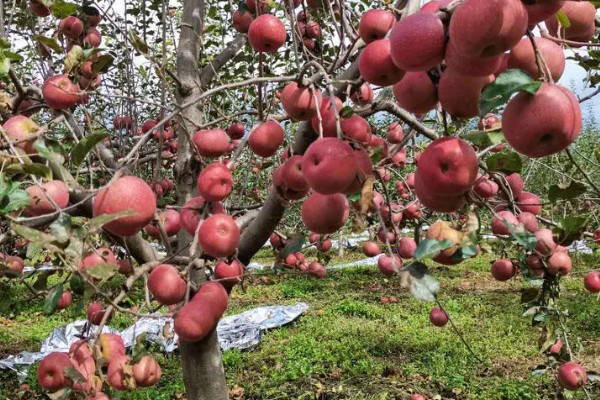 丑苹果的产地,产地包含四川和云南