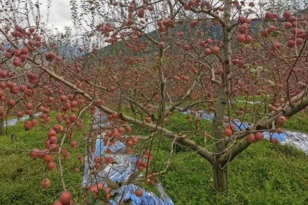 丑苹果的产地,产地包含四川和云南